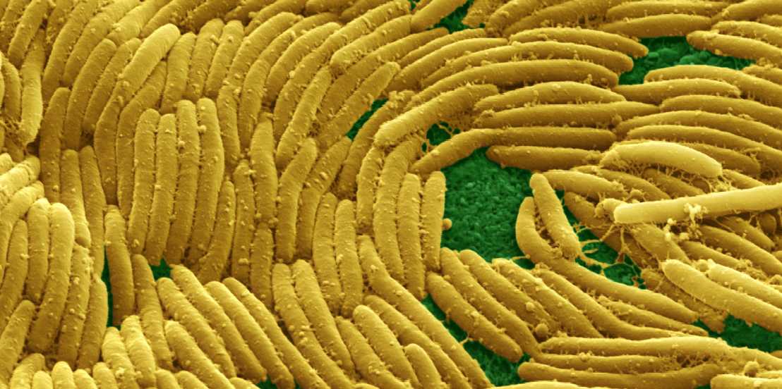 Enlarged view: The myxobacteria